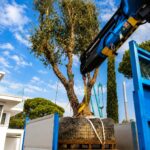 Progetto giardino privato Forte dei Marmi - NSV Garden
