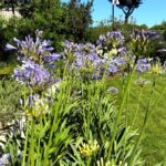 Progetto giardino privato Forte dei Marmi - NSV Garden