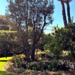 Progetto giardino privato Forte dei Marmi - NSV Garden