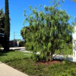 Progetto giardino privato Forte dei Marmi - NSV Garden