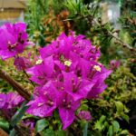 bouganvillea