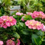 hydrangea rosa