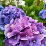 hydrangea viola