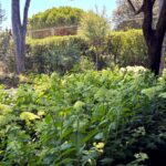 Progetto giardino privato Forte dei Marmi - NSV Garden
