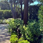 Progetto giardino privato Forte dei Marmi - NSV Garden