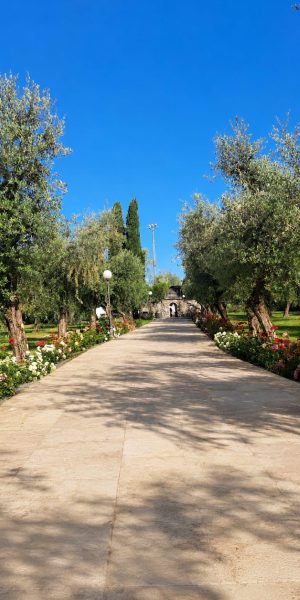 viale rose